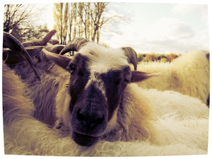 Om een lid van onbesproken gedrag van een kudde schapen te zijn, dient men eerst en vooral schaap te zijn. Albert Einstein